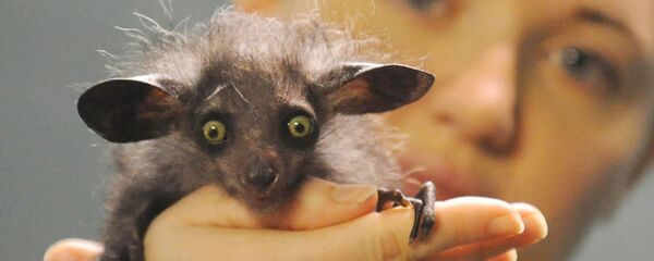 Khỉ chỉ hầu Madagascar trong tay nhân viên sở thú Bristol - Sputnik Việt Nam