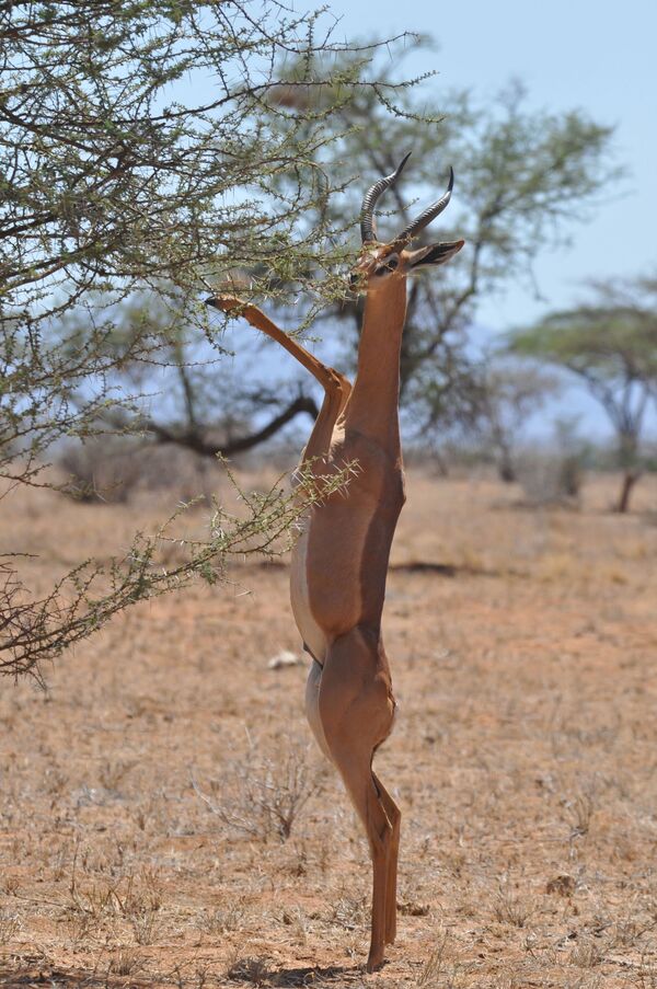 Linh dương Gerenuk ăn lá từ trên cây, đứng trên hai chân sau - linh dương châu Phi này có cổ và chân đặc biệt dài - Sputnik Việt Nam