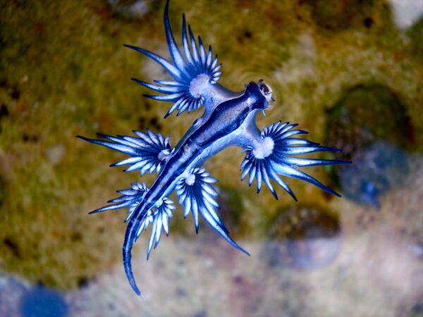 Ốc sên Glaucus atlanticus là động vật thân mềm. Một tên khác của sinh vật này là Rồng Xanh. - Sputnik Việt Nam