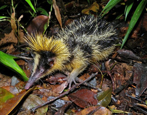 Nhím Hemicentetes semispinosus sống ở Madagascar - Sputnik Việt Nam