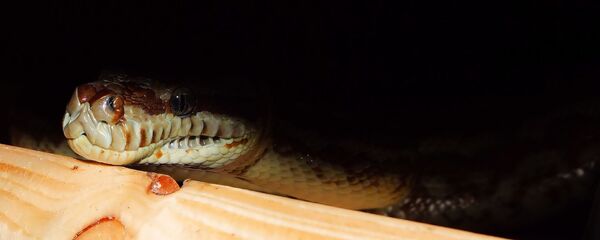 Trăn - Sputnik Việt Nam