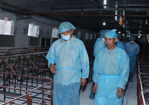 Chống dịch tả lợn Châu Phi ở Việt Nam: cả nước vào cuộc - Sputnik Việt Nam