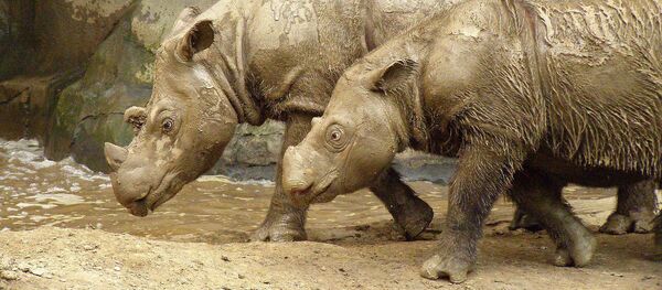 Con tê giác Sumatra Con tê giác Sumatra - Sputnik Việt Nam