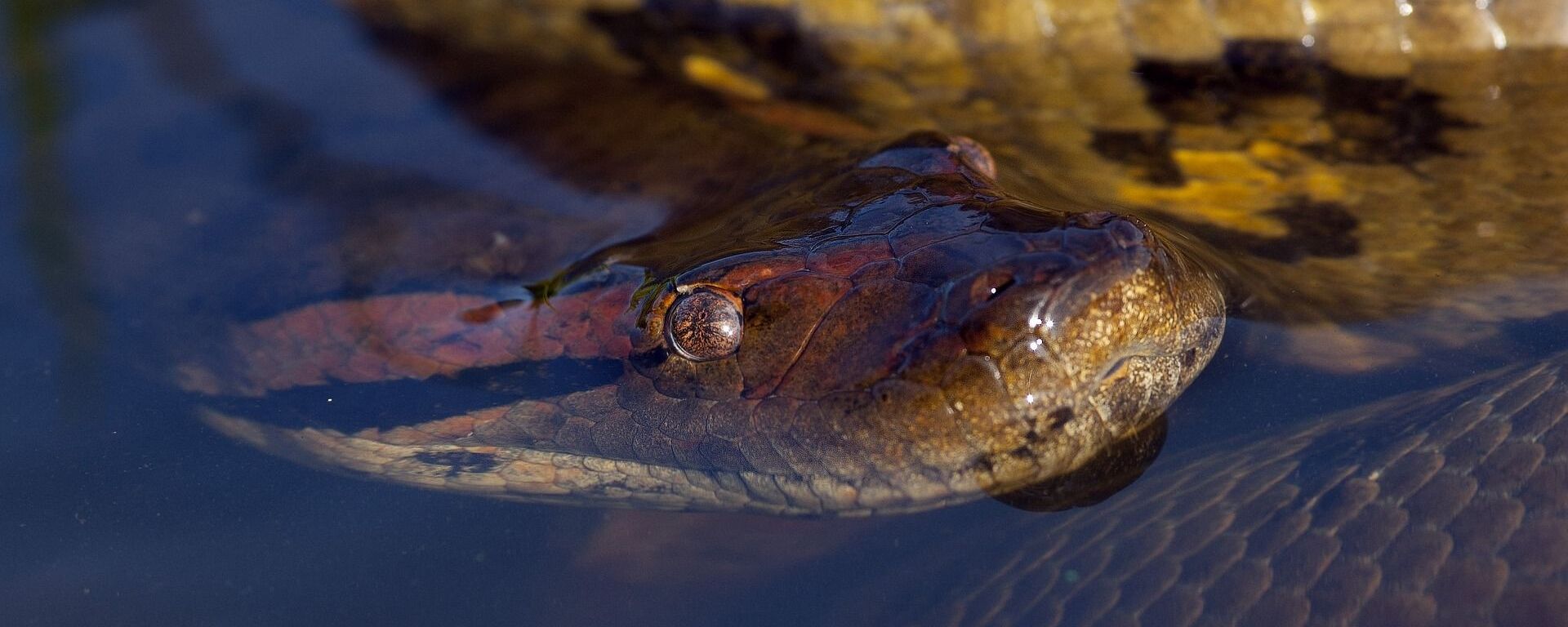 Anaconda  - Sputnik Việt Nam, 1920, 03.02.2022