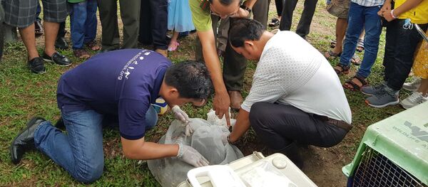 Các chuyên gia của Trung tâm Cứu hộ động vật hoang dã (Bộ Nông nghiệp và Phát triển nông thôn) và Trại rắn Đồng Tâm, tỉnh Tiền Giang tiến hành cấy chip theo dõi cặp rắn hổ mang chúa trước khi bàn giao cho lực lượng Kiểm lâm để thả về môi trường tư nhiên. Các chuyên gia của Trung tâm Cứu hộ động vật hoang dã (Bộ Nông nghiệp và Phát triển nông thôn) và Trại rắn Đồng Tâm, tỉnh Tiền Giang tiến hành cấy chip theo dõi cặp rắn hổ mang chúa trước khi bàn giao cho lực lượng Kiểm lâm để thả về môi trường tư nhiên. - Sputnik Việt Nam