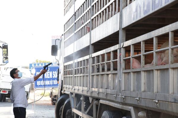 Hiệu ứng thua lỗ dây chuyền từ dịch tả lợn ở Việt Nam Hiệu ứng thua lỗ dây chuyền từ dịch tả lợn ở Việt Nam - Sputnik Việt Nam