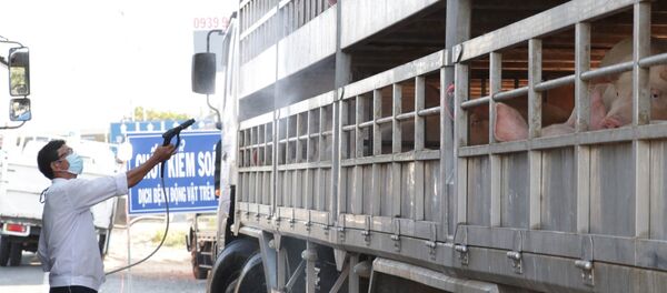 Cán bộ thú y phun thuốc tiêu độc, sát trùng phương tiện vận chuyển lợn.  - Sputnik Việt Nam