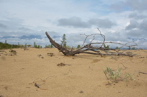 Sa mạc cát Chara Sa mạc cát Chara - Sputnik Việt Nam