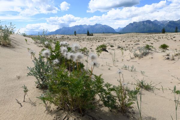 Sa mạc сát Chara trong lãnh thổ vùng Zabaykalsky Sa mạc сát Chara trong lãnh thổ vùng Zabaykalsky - Sputnik Việt Nam