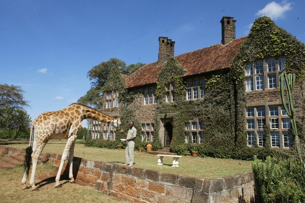 Hươu cao cổ tại boutique hotel Giraffe Manor ở Nairobi - Sputnik Việt Nam