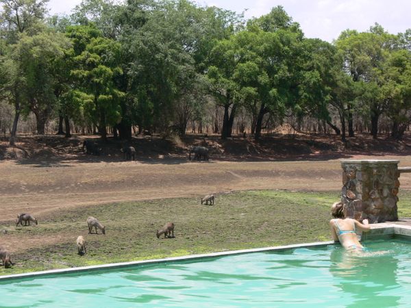 Trong khuôn viên khách sạn Mfuwe Lodge ở Công viên quốc gia South Luangwa, Zambia - Sputnik Việt Nam