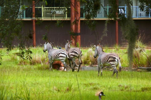 Ngựa vằn tại Disney's Animal Kingdom Lodge - Sputnik Việt Nam