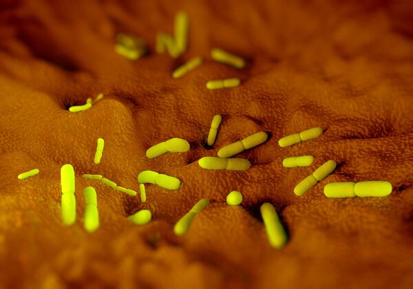 Tại sao vi khuẩn dịch hạch không thể bị diệt trừ hoàn toàn trên hành tinh - Sputnik Việt Nam