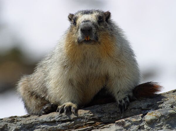 Tại sao vi khuẩn dịch hạch không thể bị diệt trừ hoàn toàn trên hành tinh - Sputnik Việt Nam