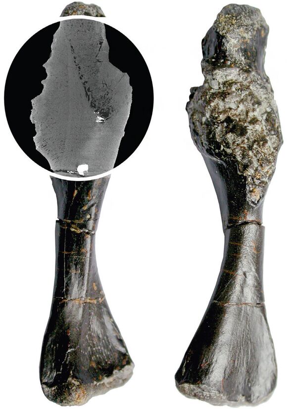 Các nhà khoa học làm sáng tỏ khi nào căn bệnh khủng khiếp nhất xuất hiện trên Trái đất Các nhà khoa học làm sáng tỏ khi nào căn bệnh khủng khiếp nhất xuất hiện trên Trái đất - Sputnik Việt Nam