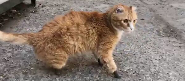 Bàn chân giả cho mèo vô gia cư Bàn chân giả cho mèo vô gia cư - Sputnik Việt Nam