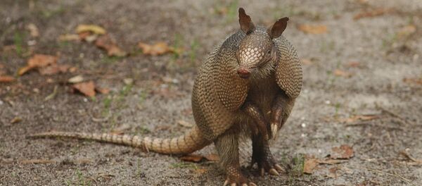 Сon tê tê Сon tê tê - Sputnik Việt Nam