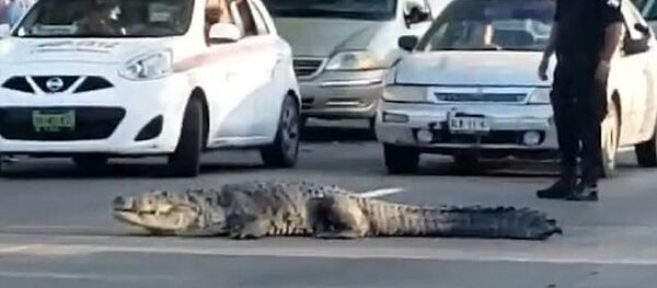 Cá sấu chặn dòng xe giao thông, tập trung fan hâm mộ trên đường phố - Sputnik Việt Nam