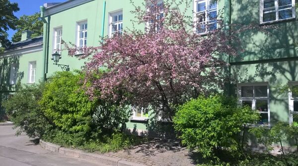 Cây đào ở St. Petersburg nở hoa phục vụ đúng dịp Ngày sinh Chủ tịch Hồ Chí Minh - Sputnik Việt Nam