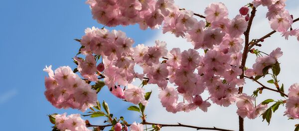 Hoa anh đào ở St. Petersburg  - Sputnik Việt Nam