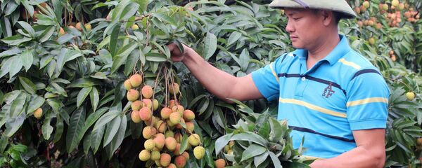 Người dân thu hoạch vải sớm tại vườn. Người dân thu hoạch vải sớm tại vườn. - Sputnik Việt Nam