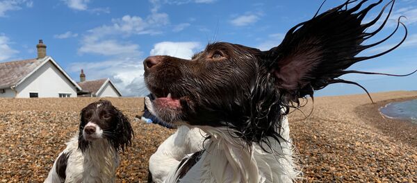Những con chó chơi trên bãi biển Shingle Street, Vương quốc Anh Những con chó chơi trên bãi biển Shingle Street, Vương quốc Anh - Sputnik Việt Nam