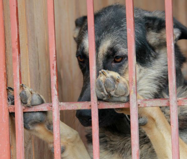 Anh hùng bốn chân: Điều gì khiến những chú cảnh khuyển Nga trở nên nổi tiếng - Sputnik Việt Nam