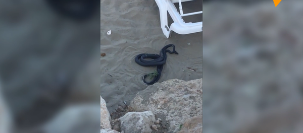 Rắn khủng trên bãi biển khiến du khách hoảng vía - Sputnik Việt Nam