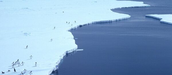 Nam Cực Nam Cực - Sputnik Việt Nam