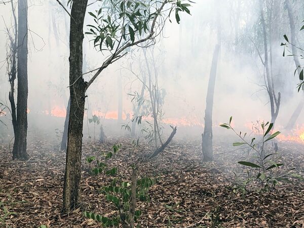 Vì sao Việt Nam chưa huy động trực thăng chữa cháy rừng? - Sputnik Việt Nam