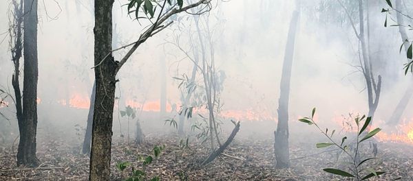 Cánh rừng trồng nguyên liệu đang bị cháy. Cánh rừng trồng nguyên liệu đang bị cháy. - Sputnik Việt Nam