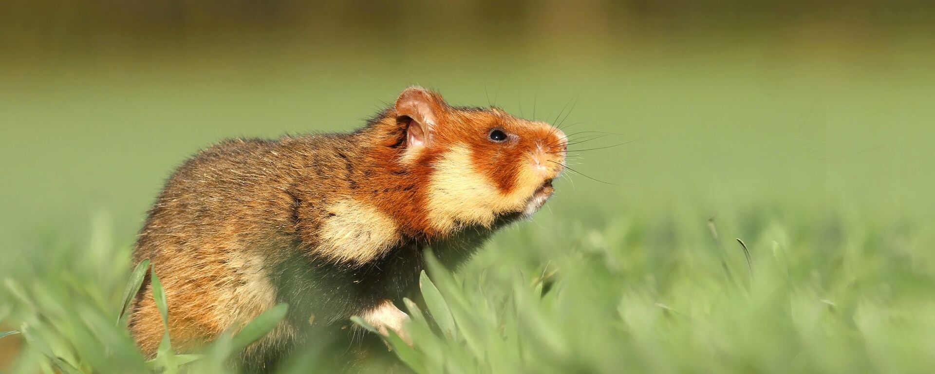 chuột hamster  - Sputnik Việt Nam, 1920, 18.05.2020