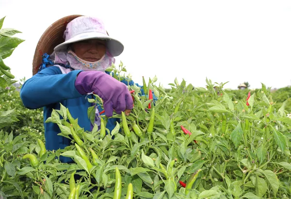 Nông dân xã Vĩnh Hải, huyện Ninh Hải (Ninh Thuận) thu hoạch ớt chín. Nông dân xã Vĩnh Hải, huyện Ninh Hải (Ninh Thuận) thu hoạch ớt chín. - Sputnik Việt Nam