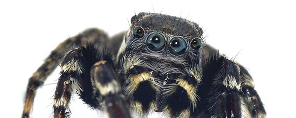 Jotus karllagerfeldi Jotus karllagerfeldi - Sputnik Việt Nam