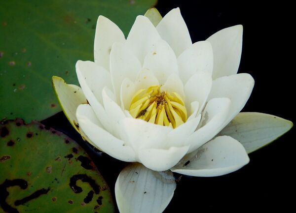 Tìm thấy hoa khổng lồ ở Chernobyl - Sputnik Việt Nam