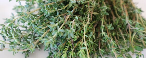 Cỏ xạ hương  - Sputnik Việt Nam