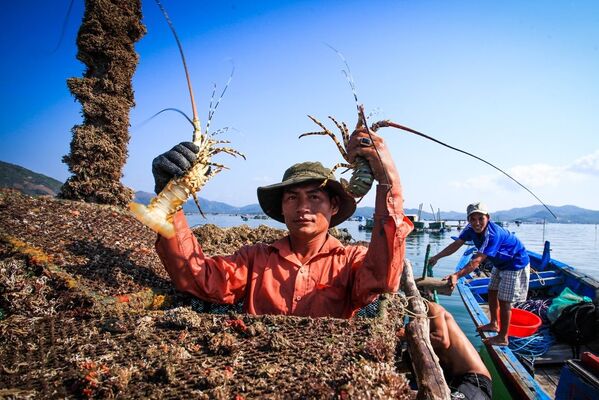  Niềm vui của người nuôi tôm hùm ở vịnh Xuân Đài (thị xã Sông Cầu) khi chuẩn bị xuất mẻ tôm hùm khỏe và đủ trọng lượng tiêu chuẩn ra thị trường.  - Sputnik Việt Nam