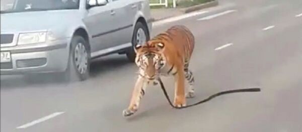 Hổ nhảy bổ khỏi xe và nghênh ngang trên phố Hổ nhảy bổ khỏi xe và nghênh ngang trên phố - Sputnik Việt Nam