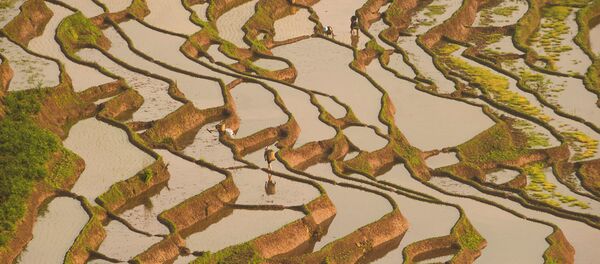 Sản xuất lúa - Sputnik Việt Nam