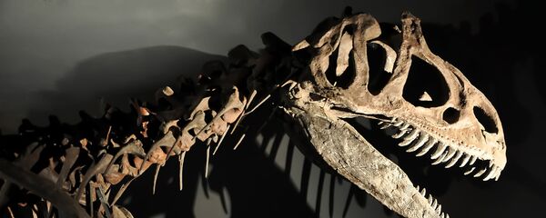  Bộ xương khủng long - Sputnik Việt Nam
