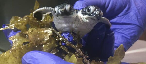 Rùa có hai đầu - Sputnik Việt Nam