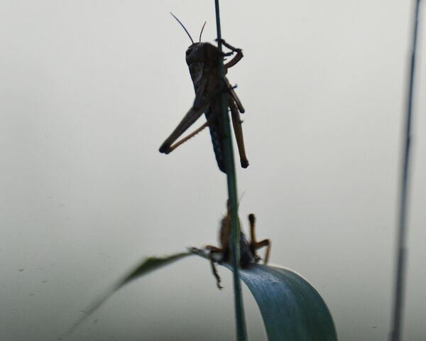 Vỏ châu chấu sẽ bổ sung thêm nguồn thực phẩm cho người Nga Vỏ châu chấu sẽ bổ sung thêm nguồn thực phẩm cho người Nga - Sputnik Việt Nam