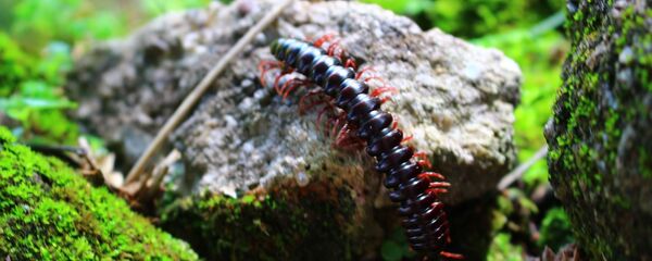 Phân ngành Nhiều chân - Sputnik Việt Nam