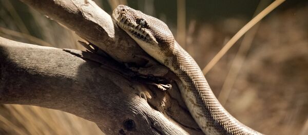 Сon trăn Сon trăn - Sputnik Việt Nam