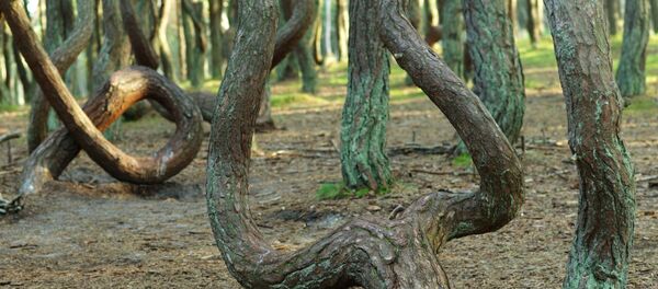 Rừng nhảy múa của Nga  - Sputnik Việt Nam