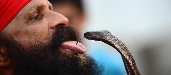 Người Ấn Độ trong buổi biểu diễn đường phố với con rắn trên bờ sông Hằng, tại thành phố Allahabad Người Ấn Độ trong buổi biểu diễn đường phố với con rắn trên bờ sông Hằng, tại thành phố Allahabad - Sputnik Việt Nam