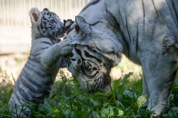 Chú hổ trắng Bengal cùng mẹ trong chuồng ngoài trời của vườn thú Novosibirsk - Sputnik Việt Nam