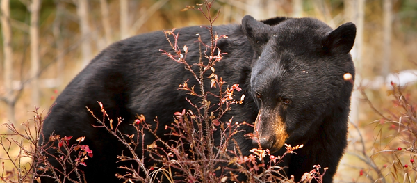 gấu đen ở Canada - Sputnik Việt Nam
