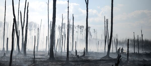 Cháy rừng ở Siberia - Sputnik Việt Nam