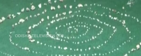 526 chiếc răng thừa - Sputnik Việt Nam